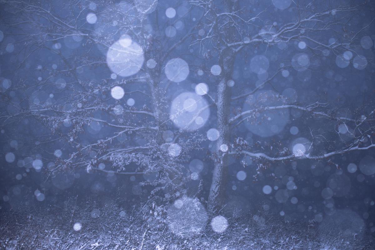 Darányiné Bakos Éva