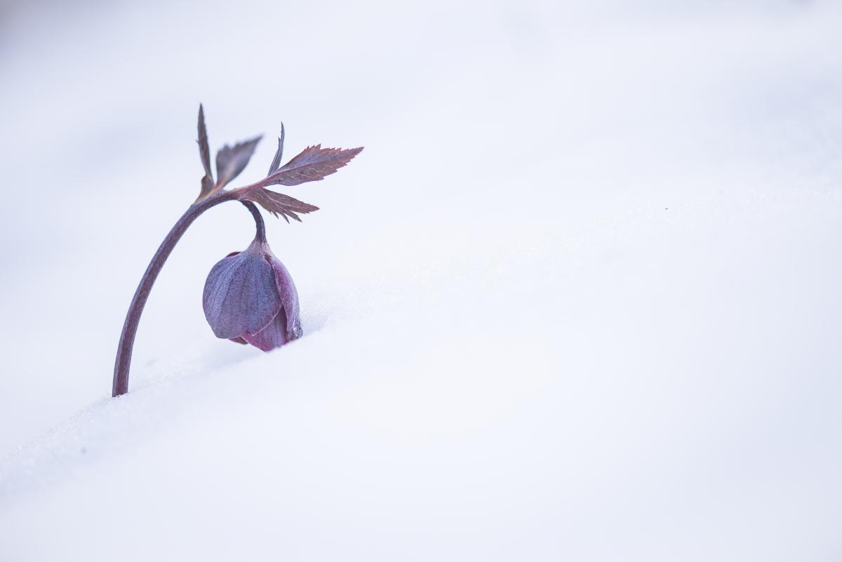 Darányiné Bakos Éva