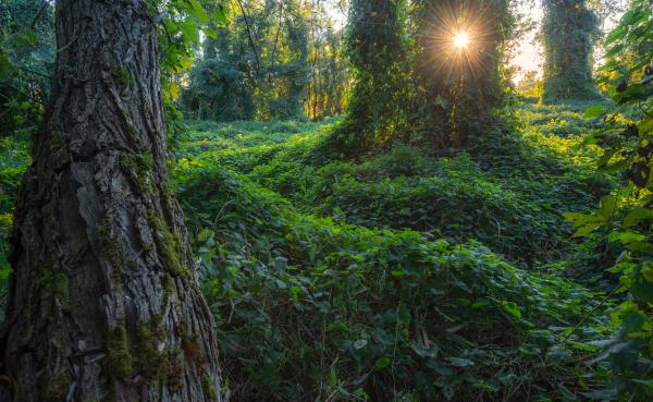 Kiskunsági dzsungel