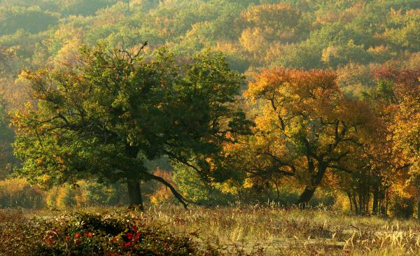 Az öreg tölgy múltja és jelene 