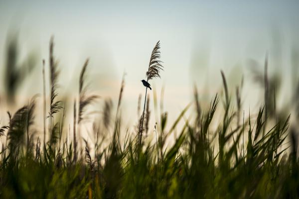 Nádi rigó sziluett
