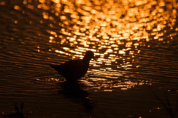 Aranytenger közepén