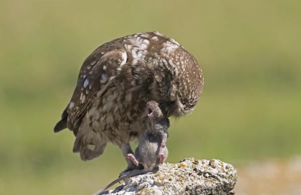 Jajj,nyakoncsíptek !
