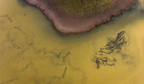 Madarakkal festett táj