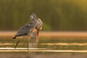 Túl nagy falat Túl nagy falat