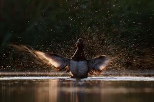 Nyílzápor Nyílzápor