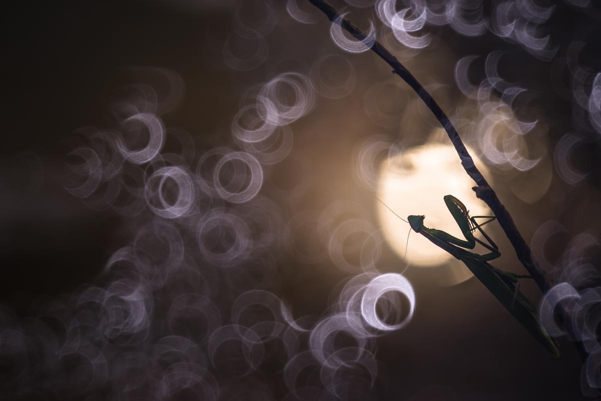 Darányiné Bakos Éva