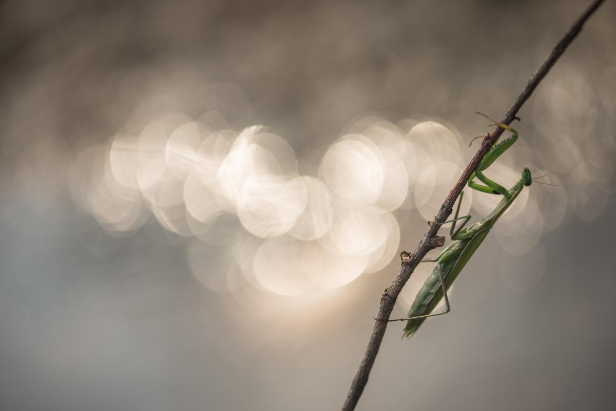 Darányiné Bakos Éva