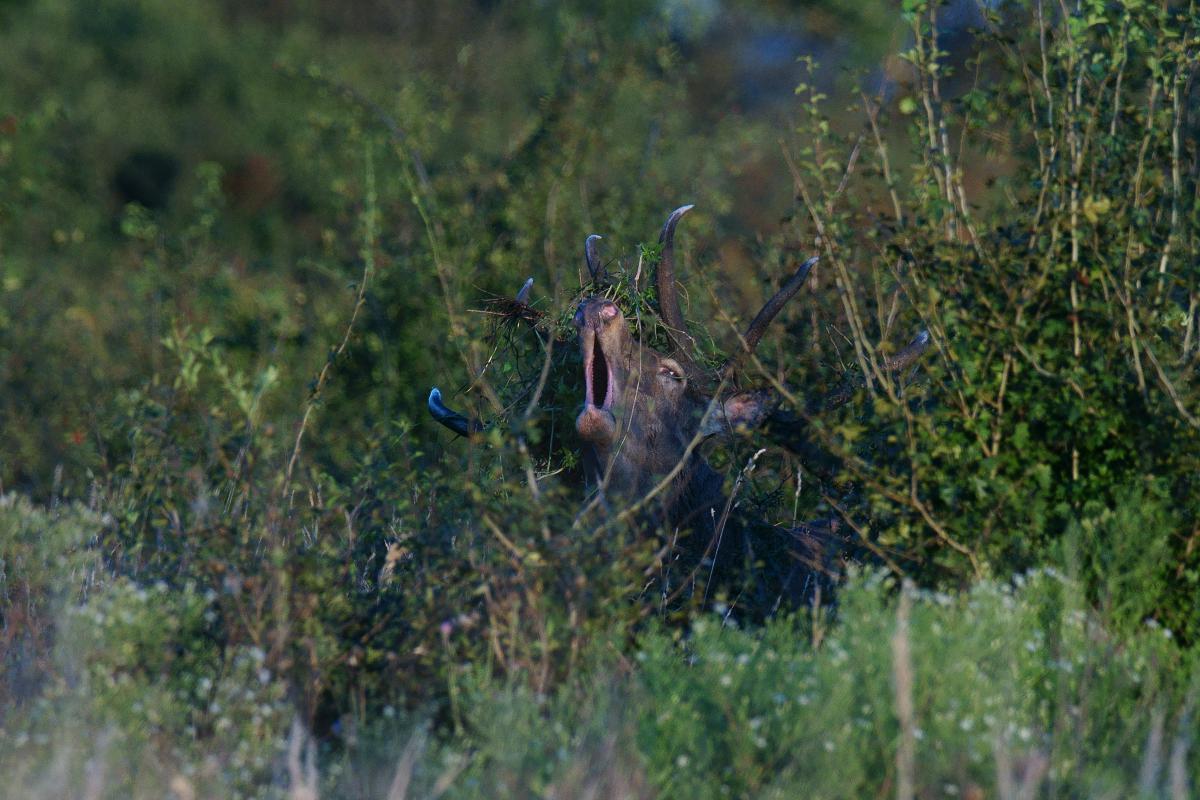 Kalmár Lajos Gábor
