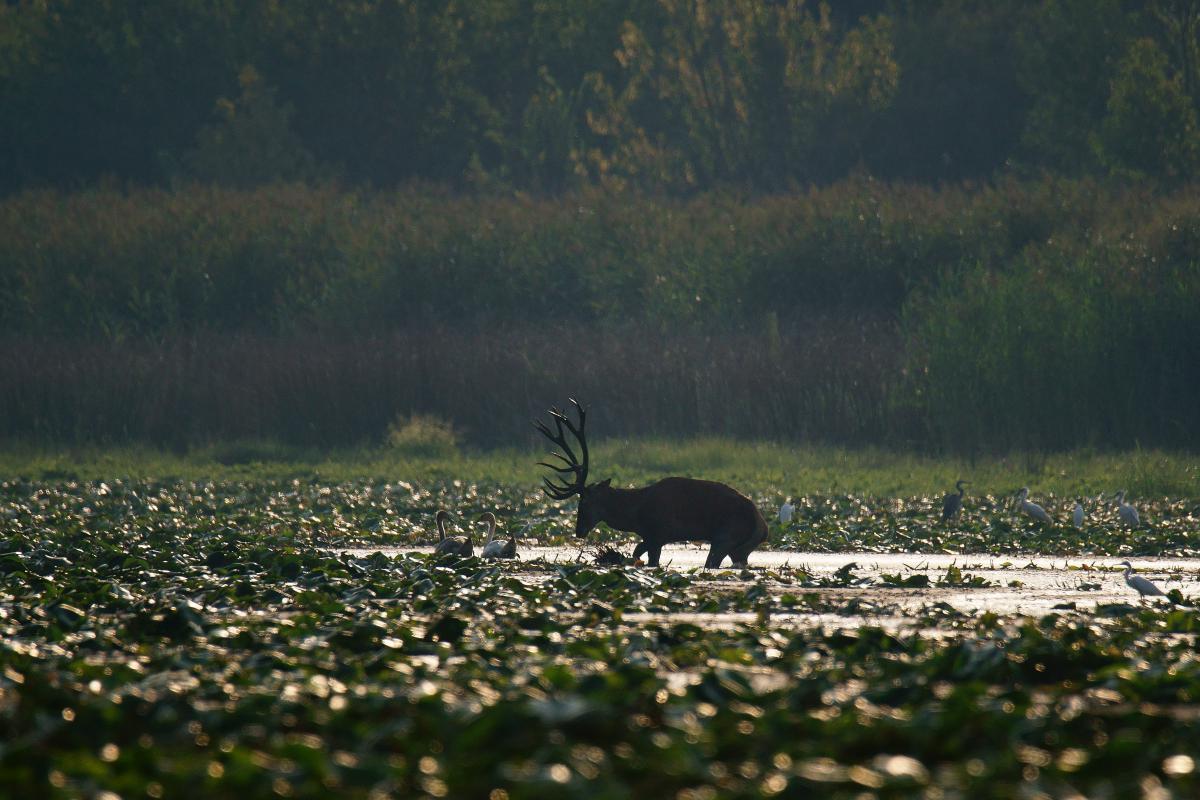 Kalmár Lajos Gábor