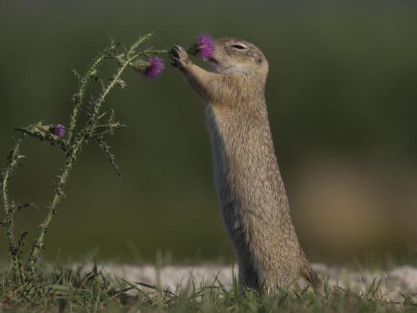 Hmmm, micsoda illat...