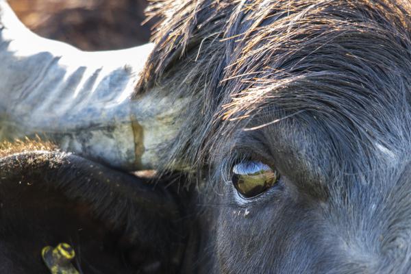 Tanösvény jámbor figyelője