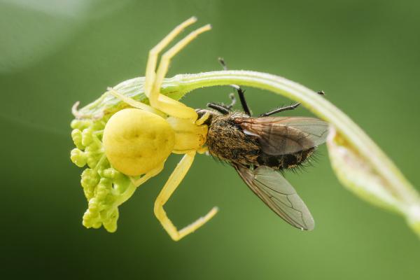 Átkaroló &quot;hadművelet&quot;.