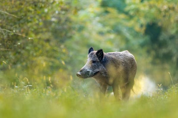 A tyúkhúr csócsáló