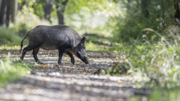 Élelem után kutatva