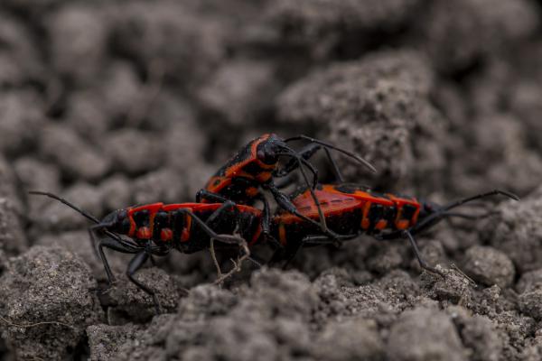 Szerelmi háromszög