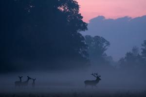 Hajnal a réten Hajnal a réten