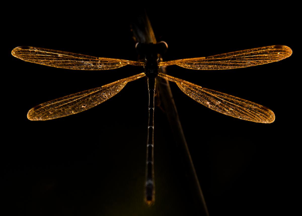 Koncz-Bisztricz Tamás