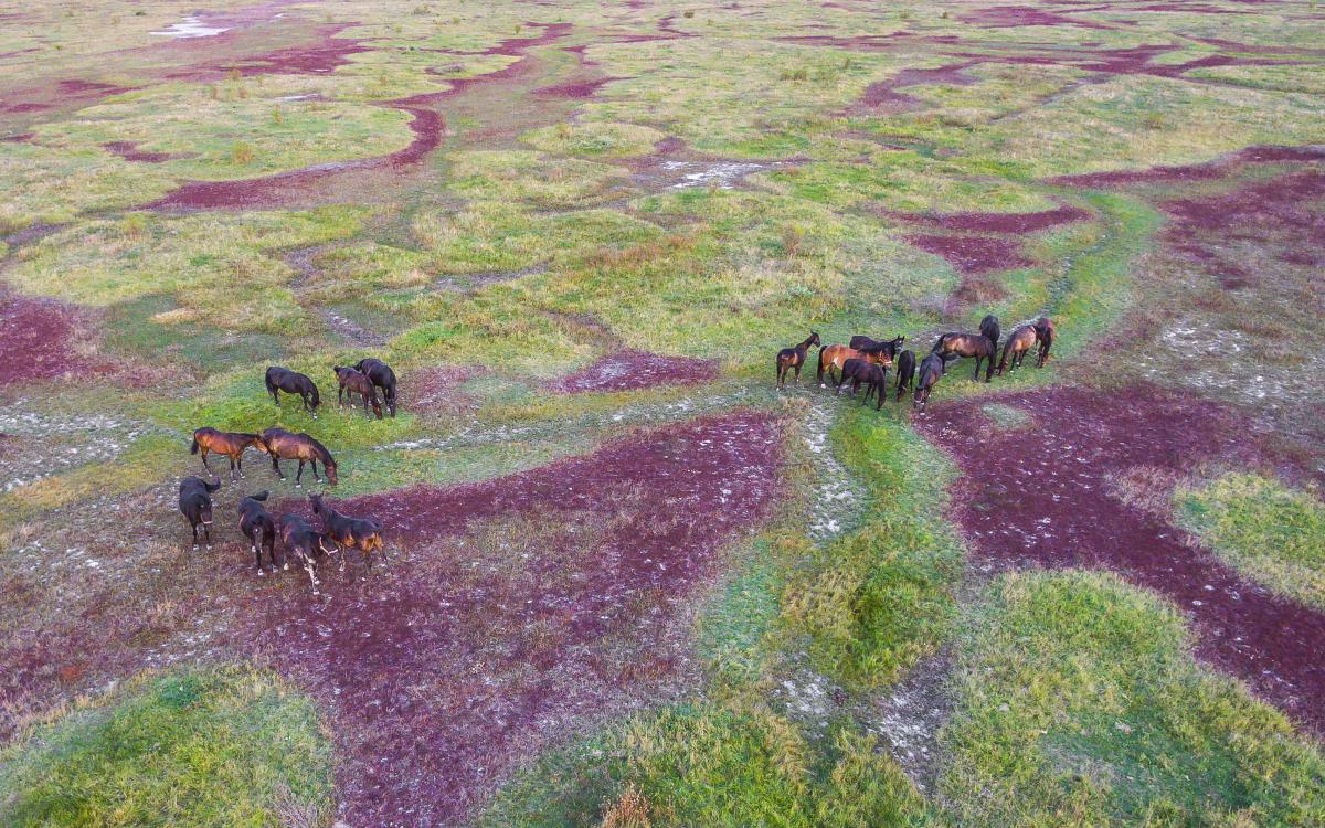 Koncz-Bisztricz Tamás