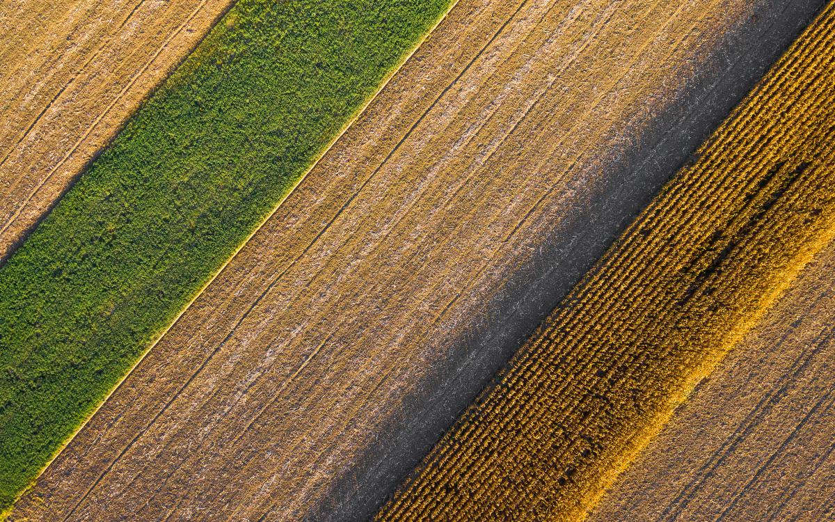 Koncz-Bisztricz Tamás