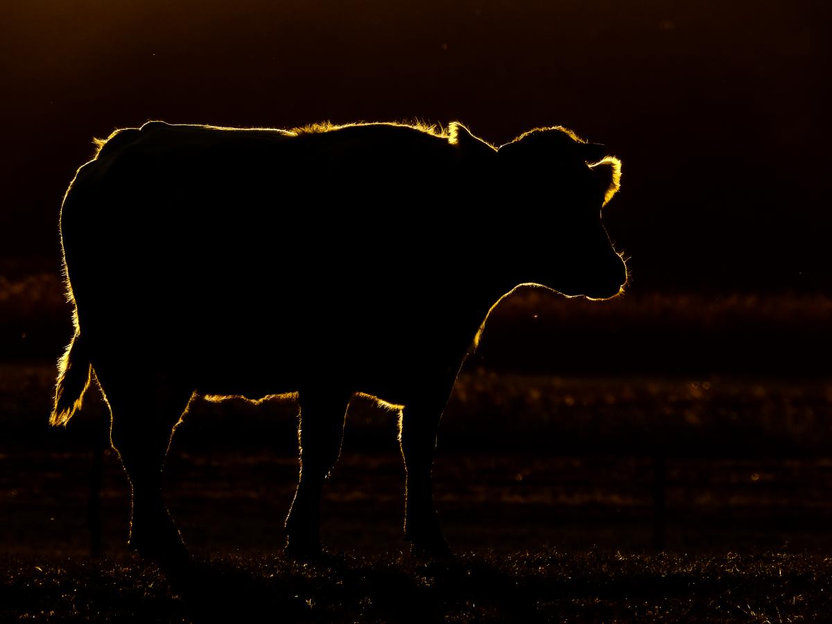 Koncz-Bisztricz Tamás