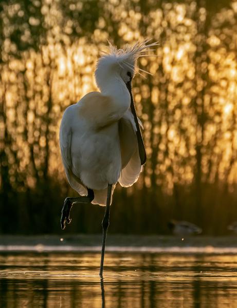 Hajnali készülődés