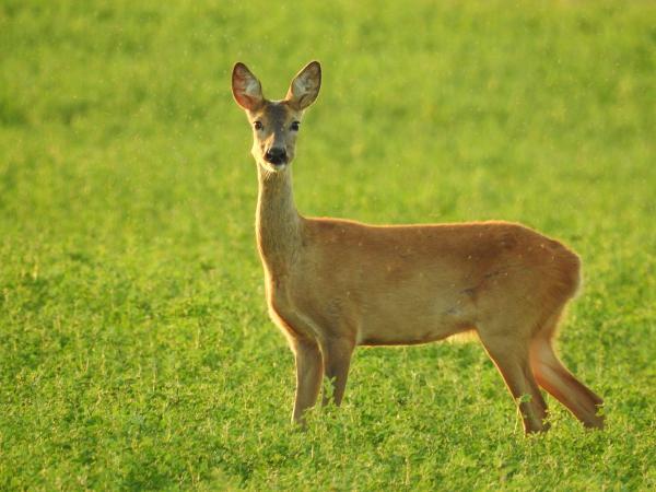 &quot;Aranyesőben&quot;