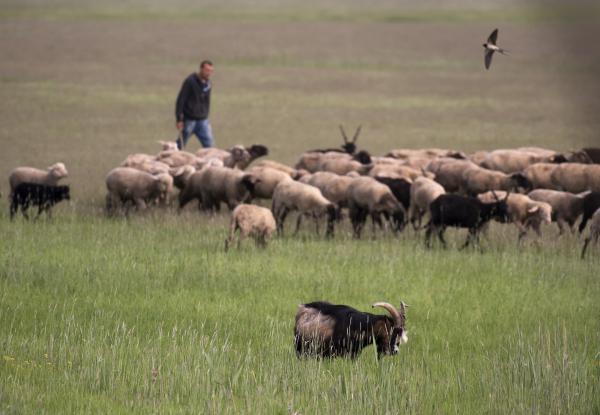 Kecske , racka,fecske