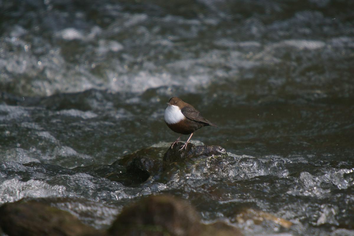 Kalmár Lajos Gábor