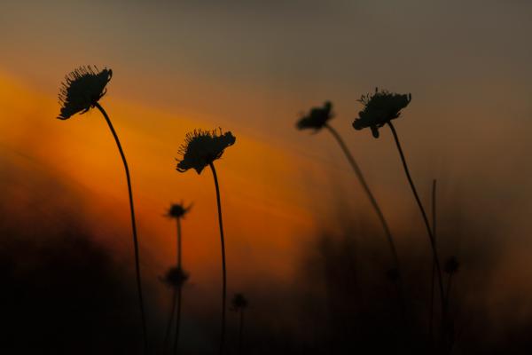 Ördögszemek alkonya