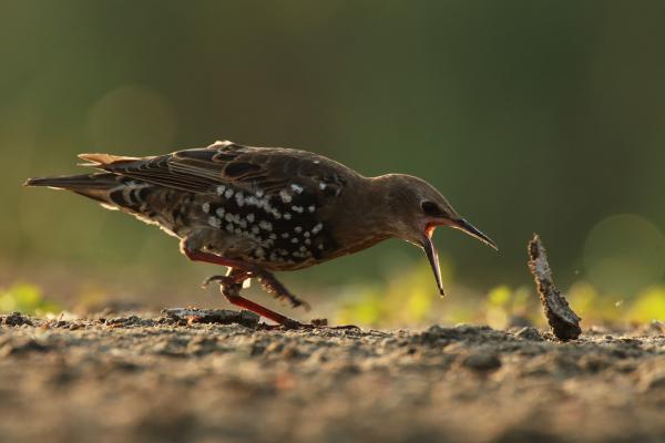 Ez alatt sincs semmi!