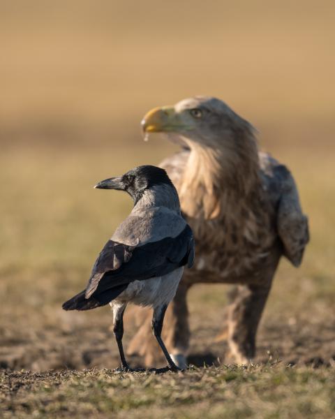 Ott meg mi történik?
