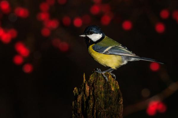 Ébredő galagonyás