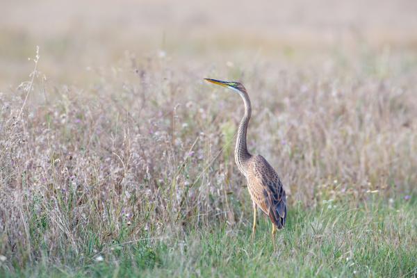 Vörös gém a pusztán