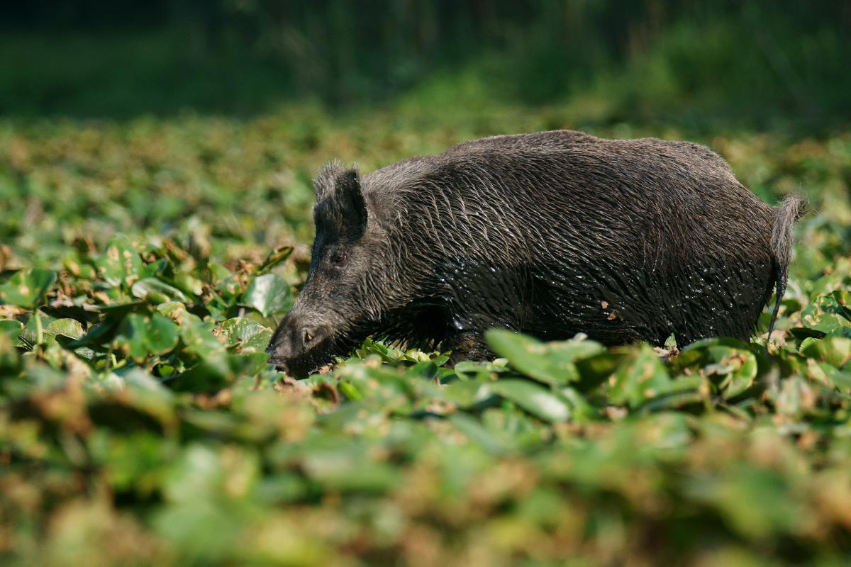 Kalmár Lajos Gábor