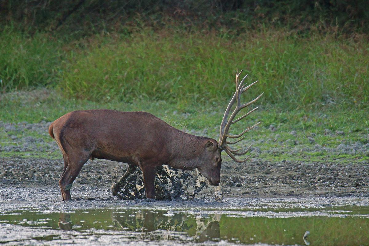 Kalmár Lajos Gábor