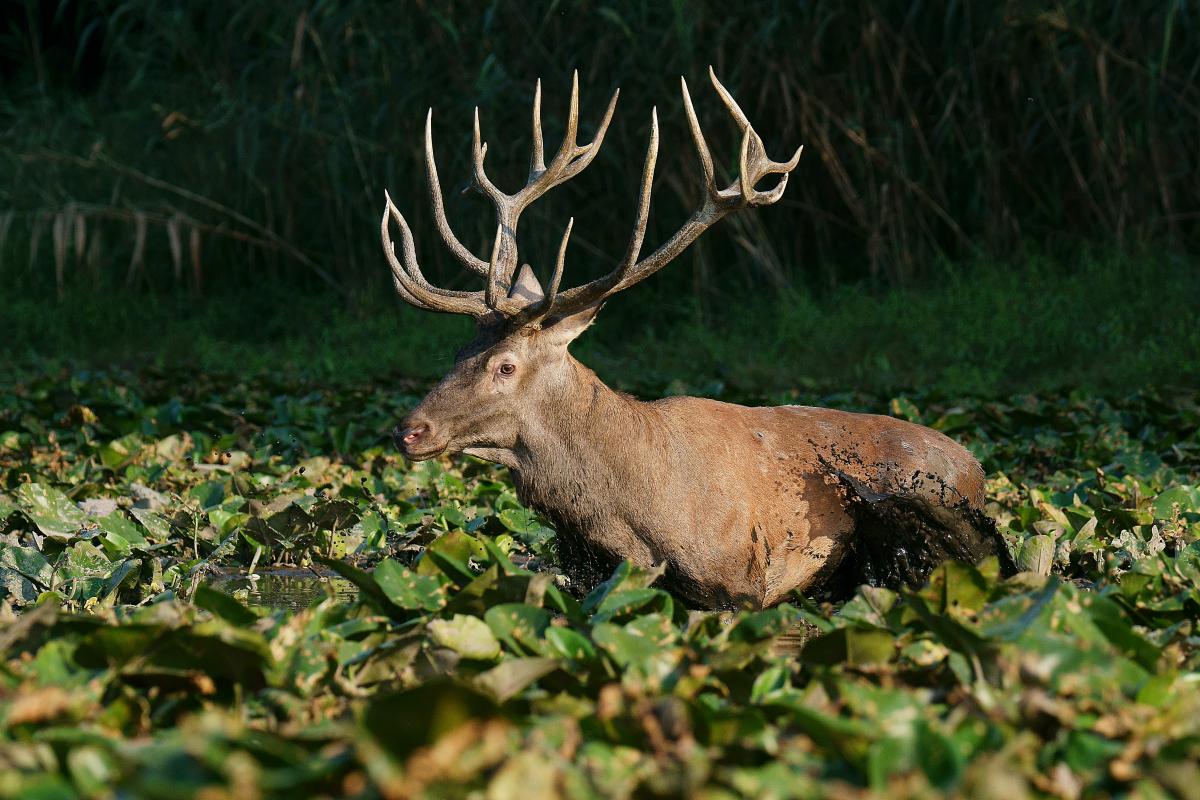 Kalmár Lajos Gábor
