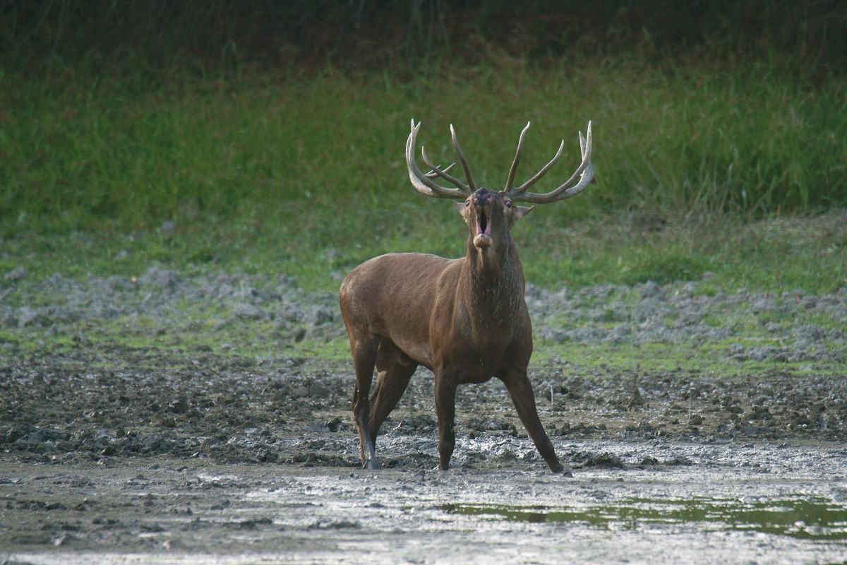 Kalmár Lajos Gábor