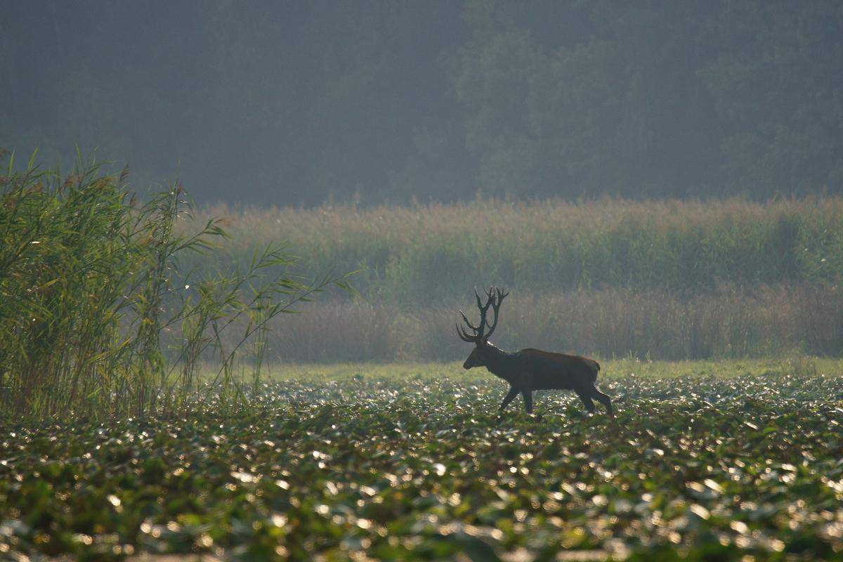 Kalmár Lajos Gábor