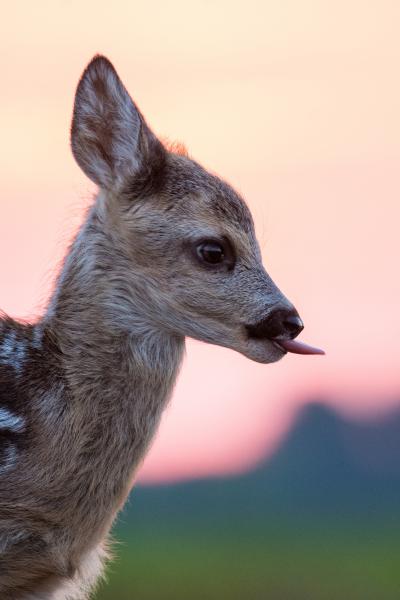 Kérsz egy nyelvest?