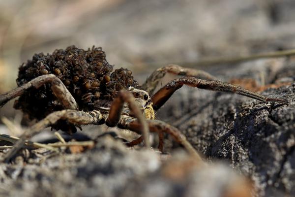 Donna Cselő és gyermekei