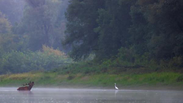 Hajnali találkozás