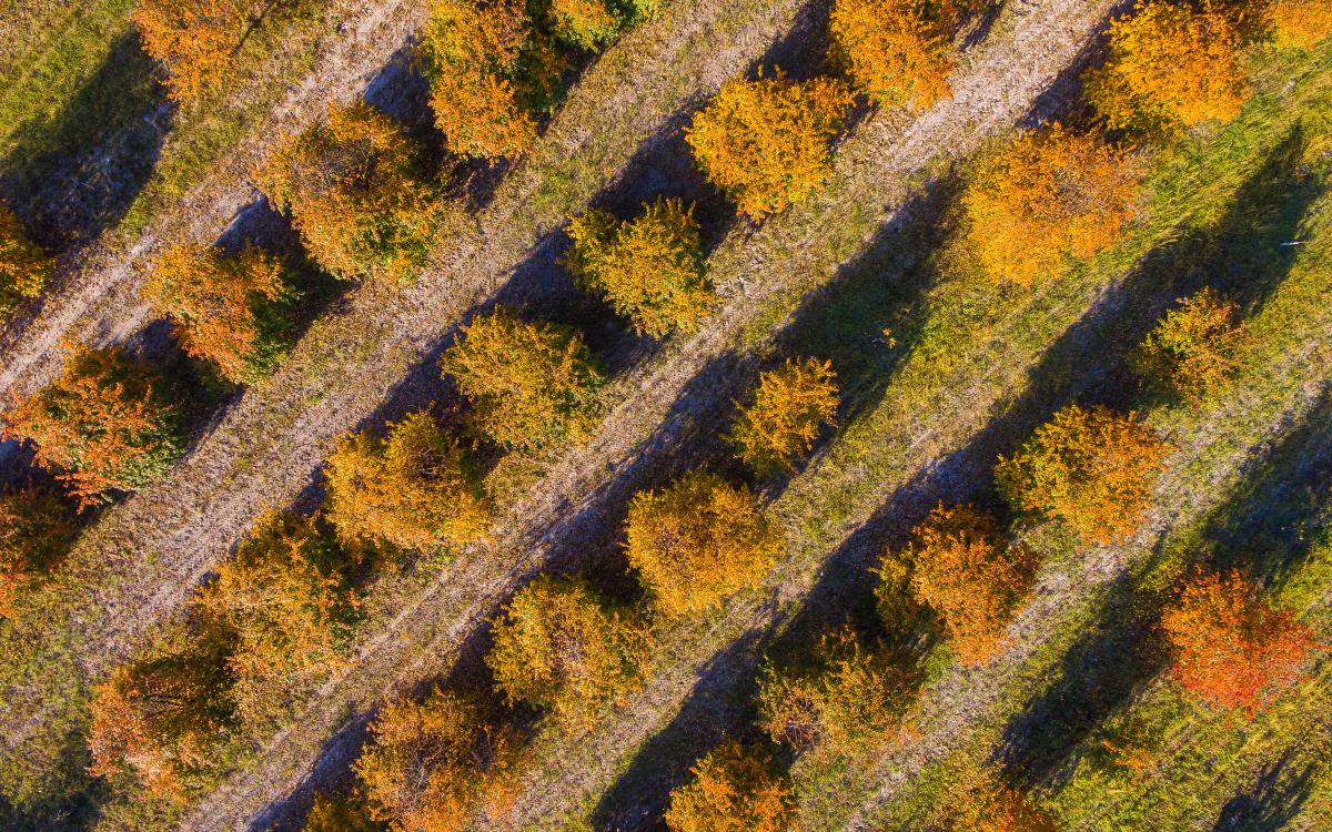 Koncz-Bisztricz Tamás