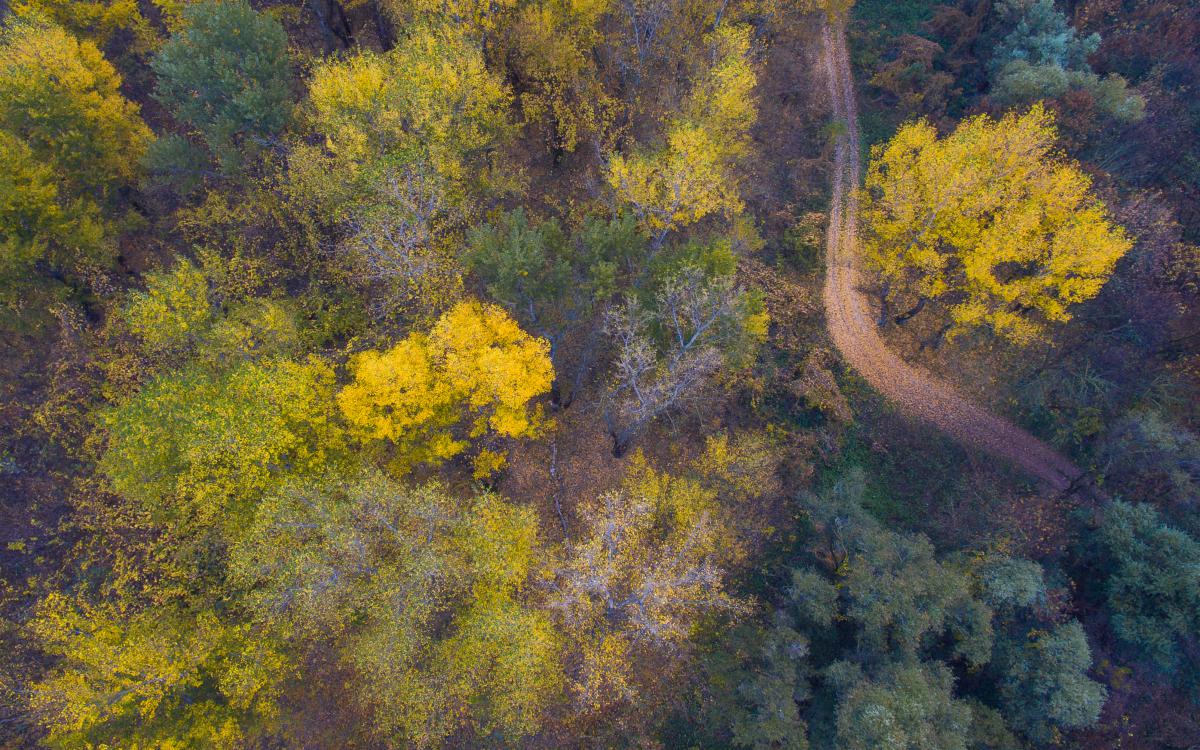 Koncz-Bisztricz Tamás