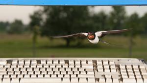 Szimbiózis Szimbiózis