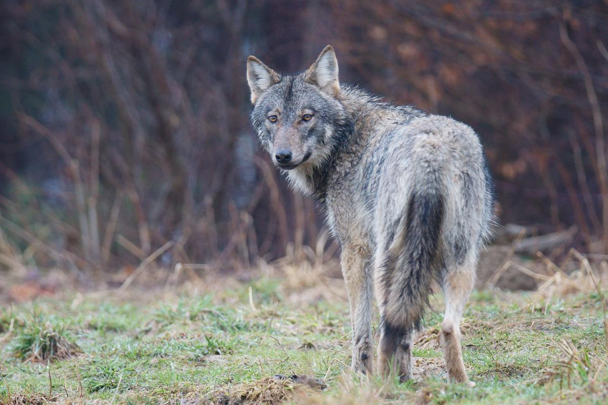 Kalmár Lajos Gábor