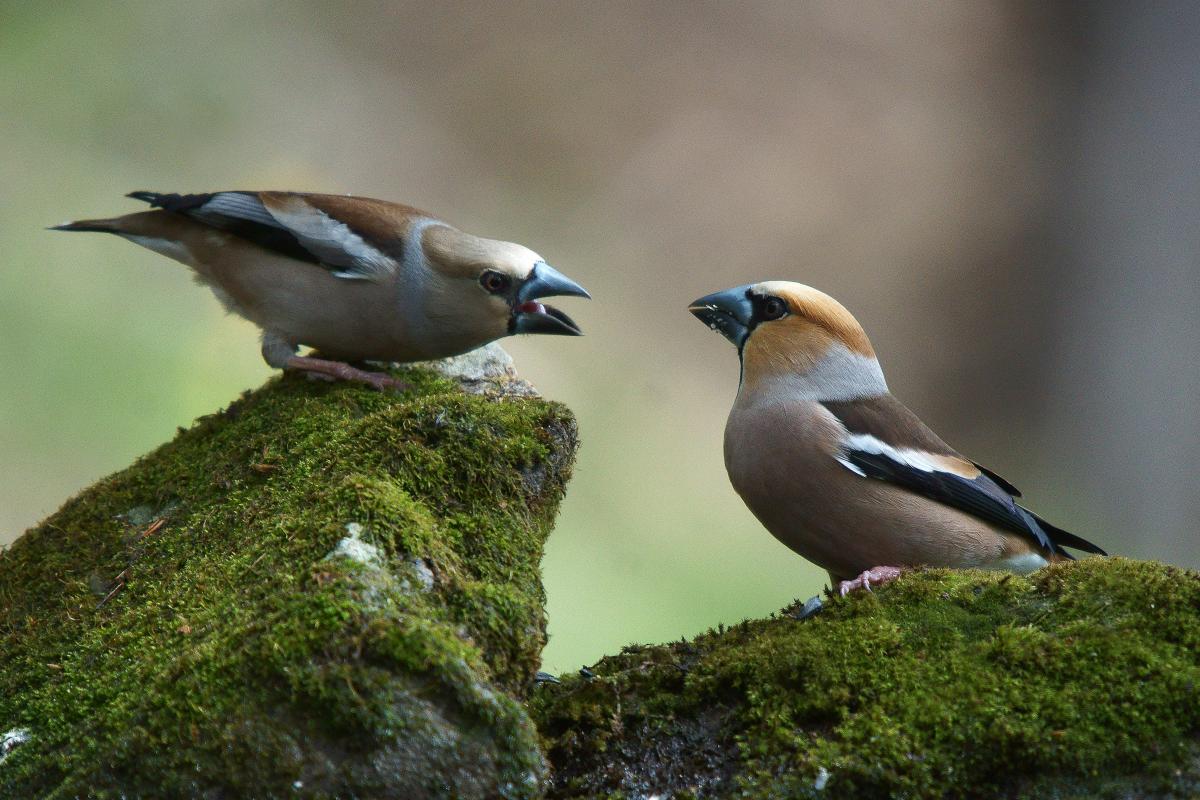 Kalmár Lajos Gábor