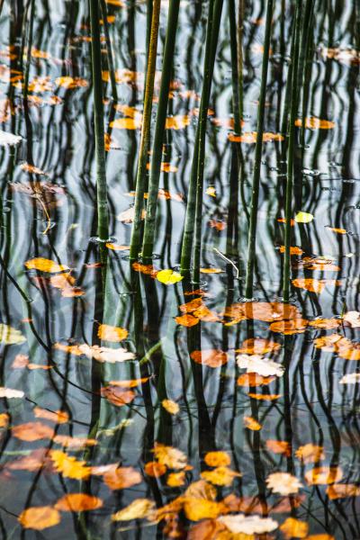 Görbék és levelek