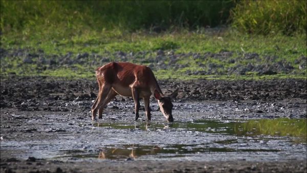 Életképek egy tómederben