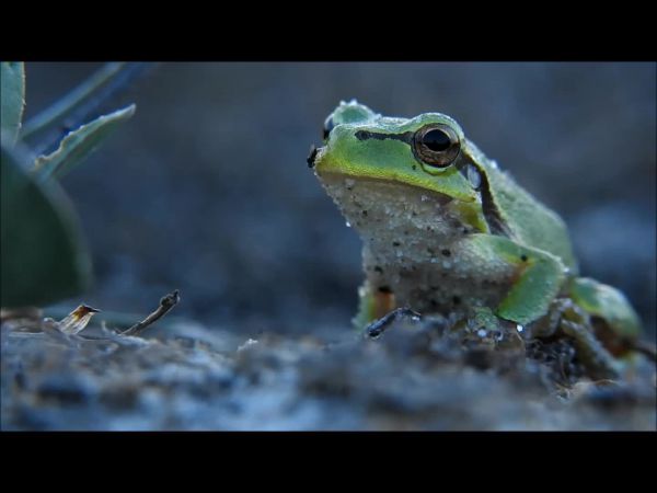 Levelibéka a sziken